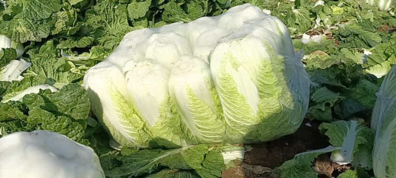 山东滕州大白菜北京新三号！黄心大白菜大量供应！