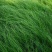 墨西哥羽毛草，细茎针芒，细茎针茅，大量上市基地直发直销