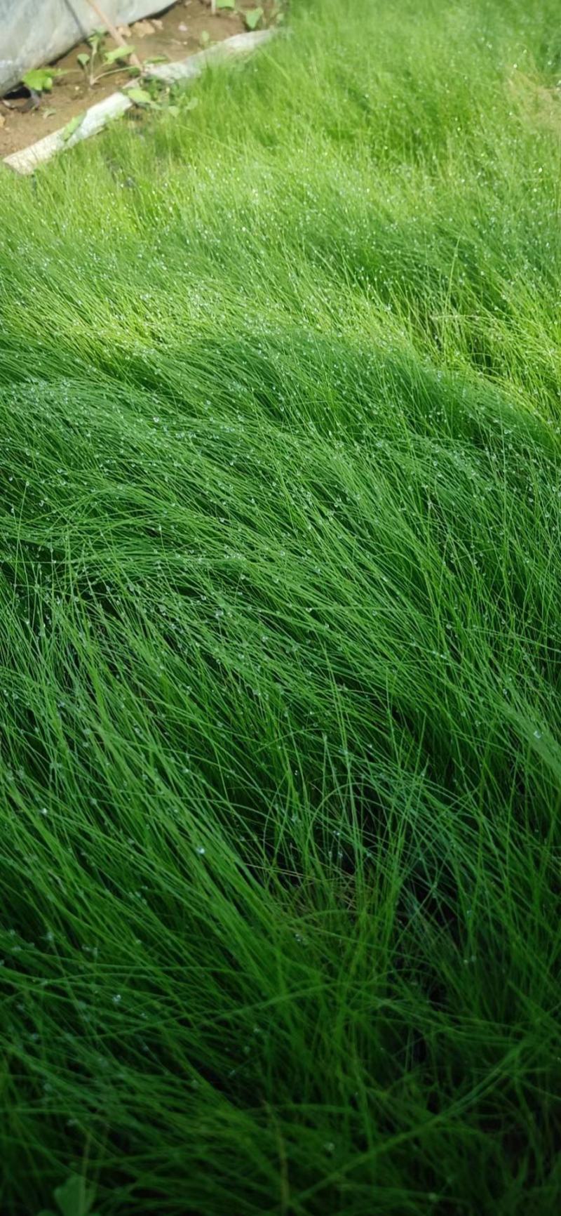 墨西哥羽毛草，细茎针芒，细茎针茅，大量上市基地直发直销