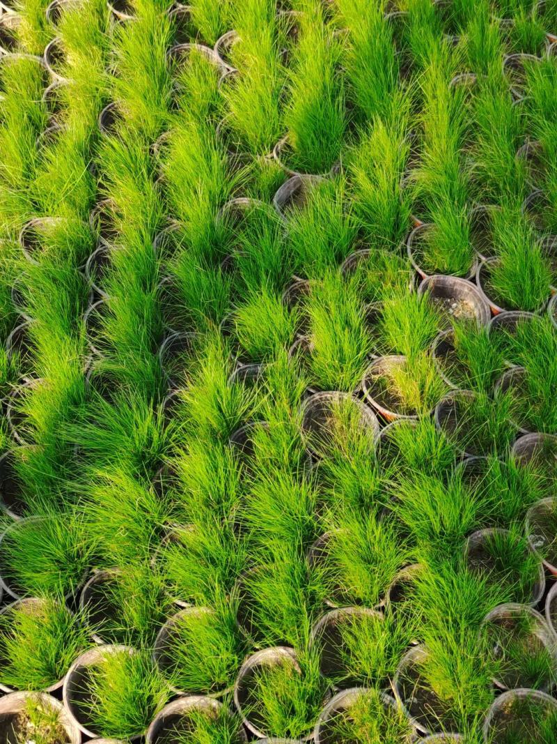 墨西哥羽毛草，细茎针芒，细茎针茅，大量上市基地直发直销