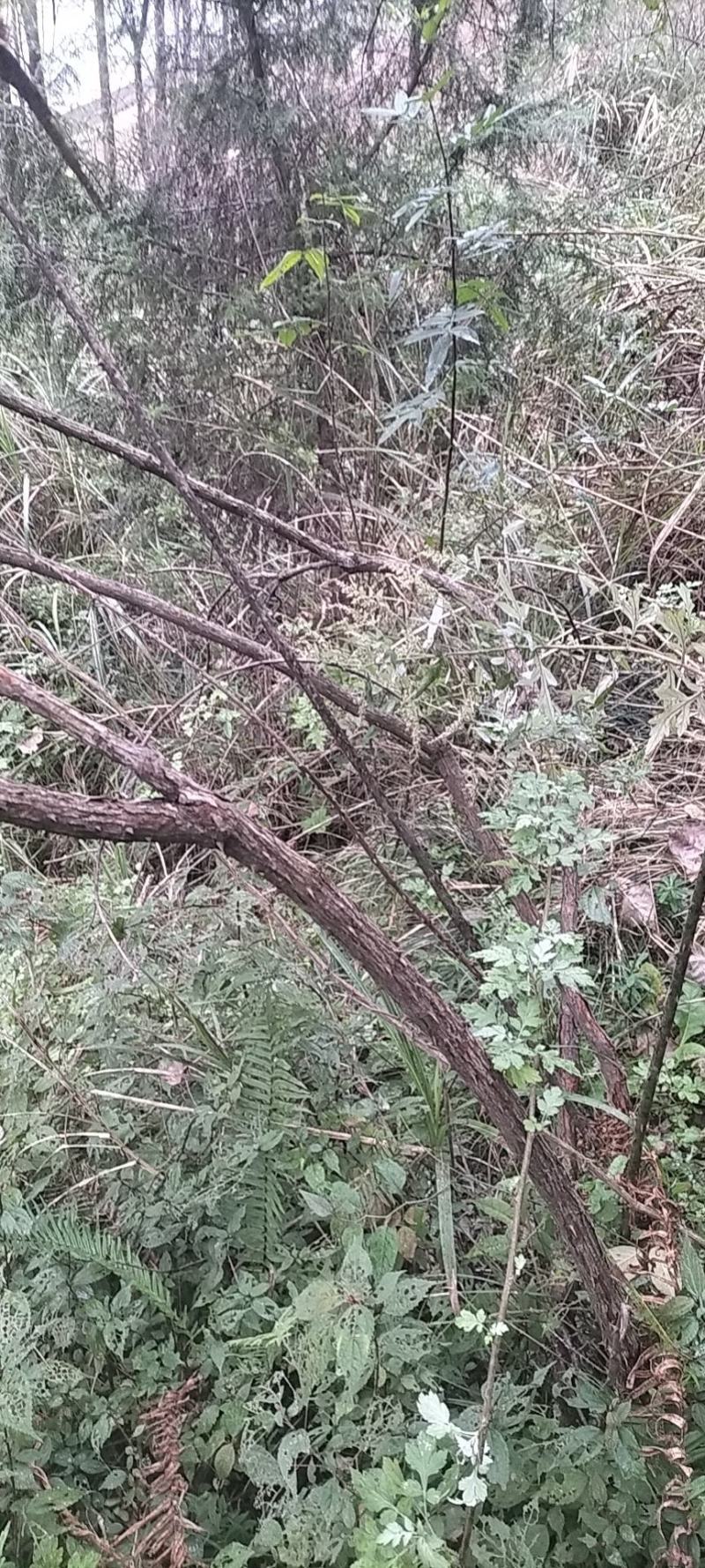 红刺藤桩，山木香，产地现挖直发根系好易成活