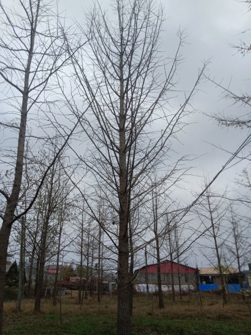 苗木银杏树各种绿化花树果树