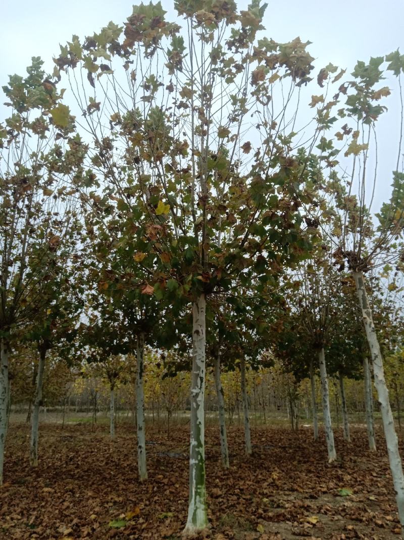 苗木银杏树各种绿化花树果树