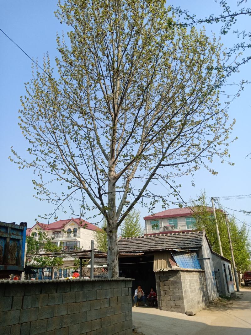 苗木银杏树各种绿化花树果树