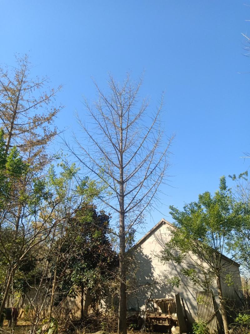 苗木银杏树各种绿化花树果树