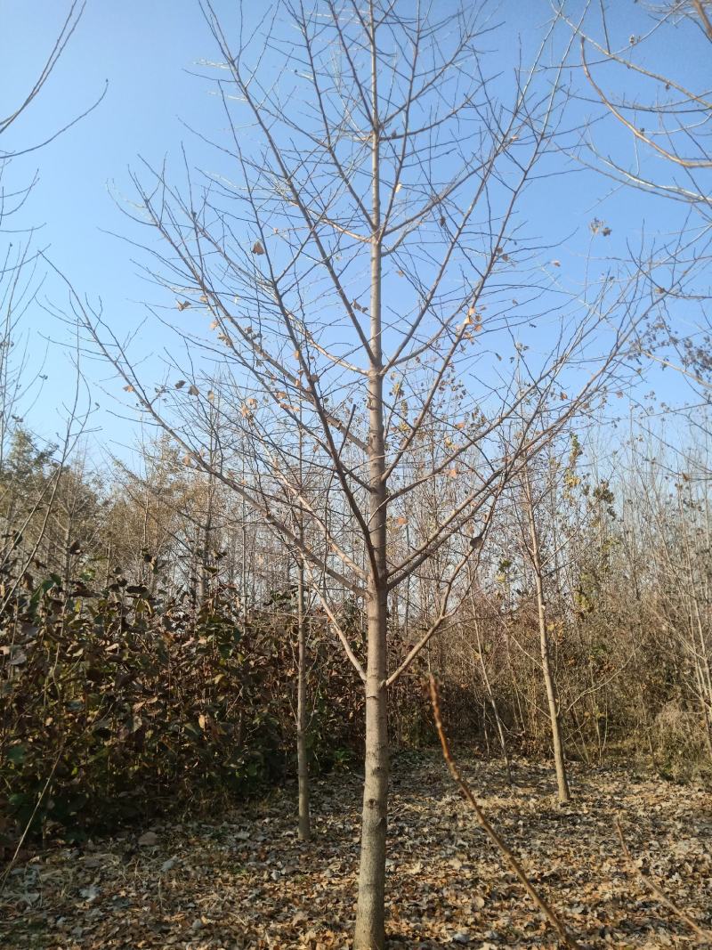 苗木银杏树各种绿化花树果树