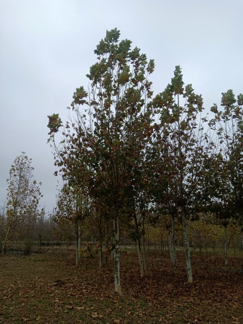 苗木银杏树各种绿化花树果树