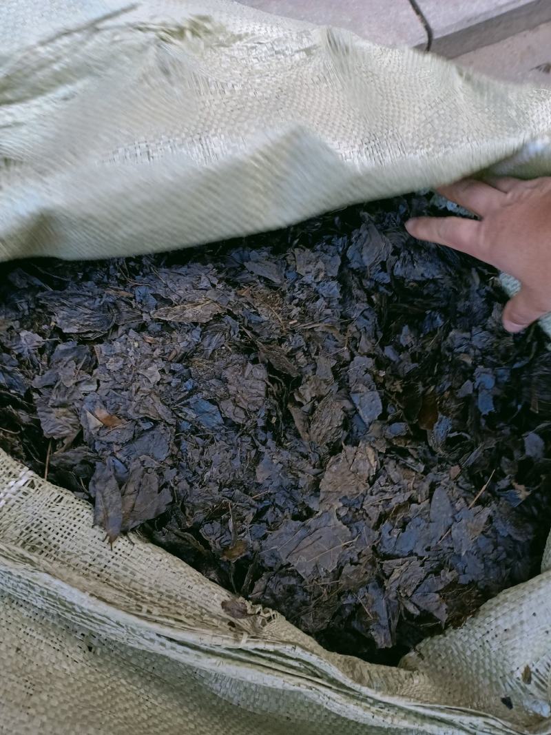 新鲜天然野生中药材云南大叶苦丁茶毛冬青茶苦甘叶