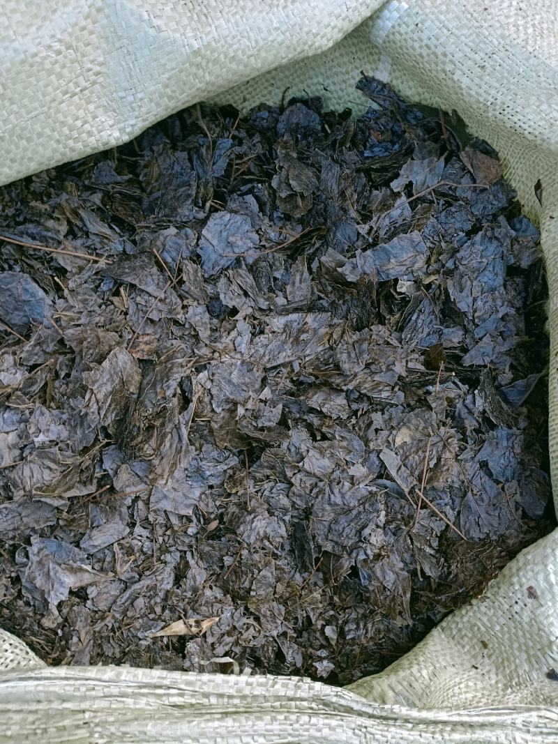 新鲜天然野生中药材云南大叶苦丁茶毛冬青茶苦甘叶