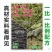 新鲜天然野生中药材云南大叶苦丁茶毛冬青茶苦甘叶