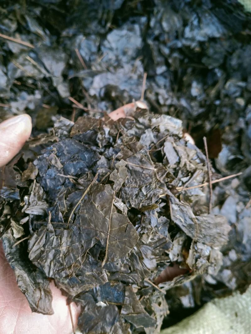 新鲜天然野生中药材云南大叶苦丁茶毛冬青茶苦甘叶