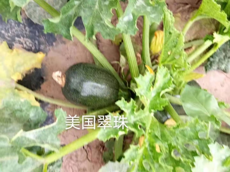 早熟无蔓西葫芦嫩南瓜种子高椭圆形深绿色嫩菜瓜种子翠珠