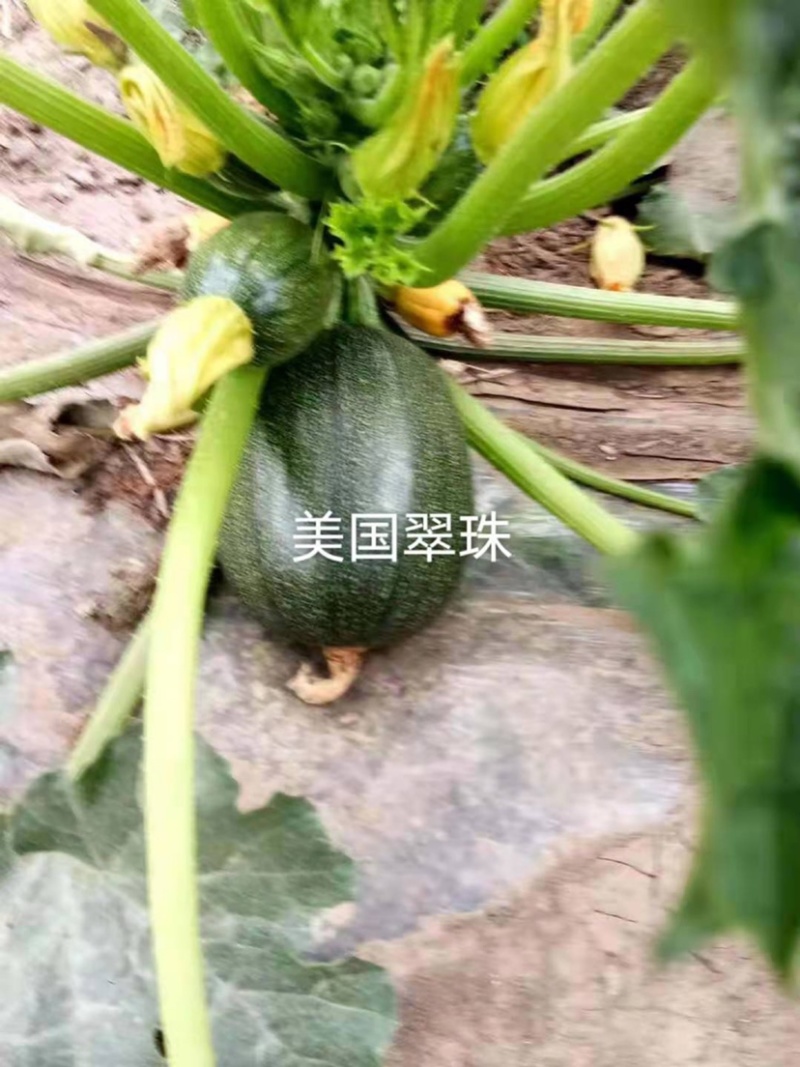 早熟无蔓西葫芦嫩南瓜种子高椭圆形深绿色嫩菜瓜种子翠珠