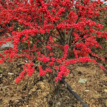 北美冬青基地直发盆栽和切枝规格齐全只卖好货