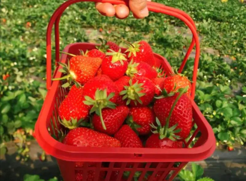 【顺丰包邮】优质脱毒草莓苗红颜草莓苗等保证纯度技术指导
