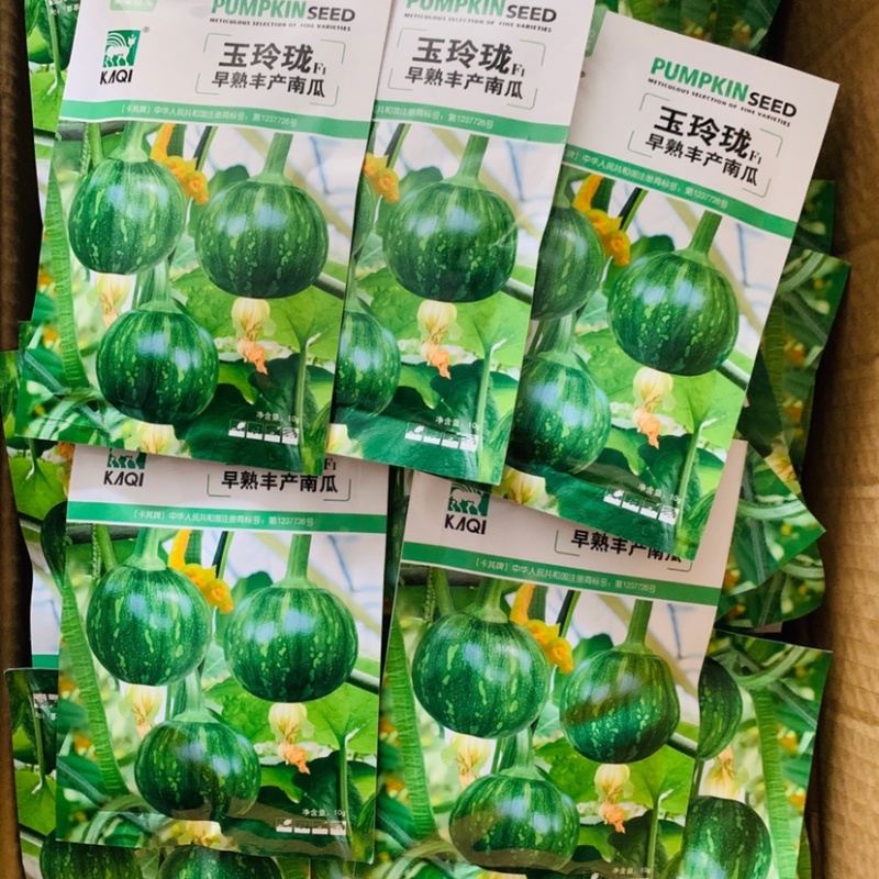 卡其玉玲珑一串铃南瓜种子嫩瓜绿色早熟嫩南瓜籽种