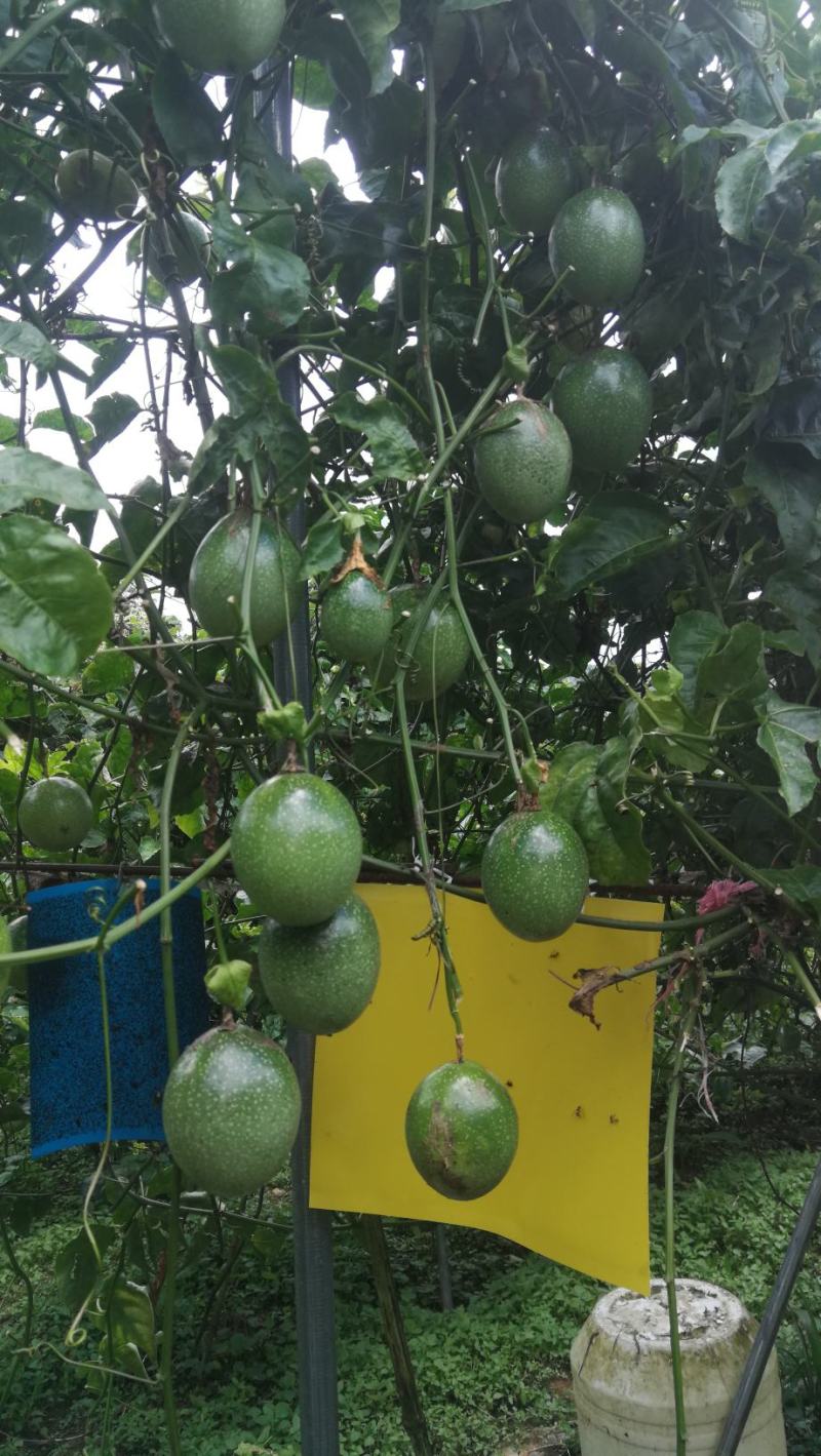 黄金百香果