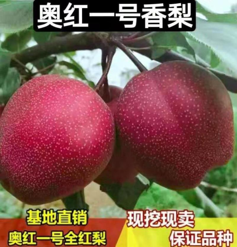 玉露香梨树苗：香梨苗二年苗三年苗1-3公分包成活死苗补发