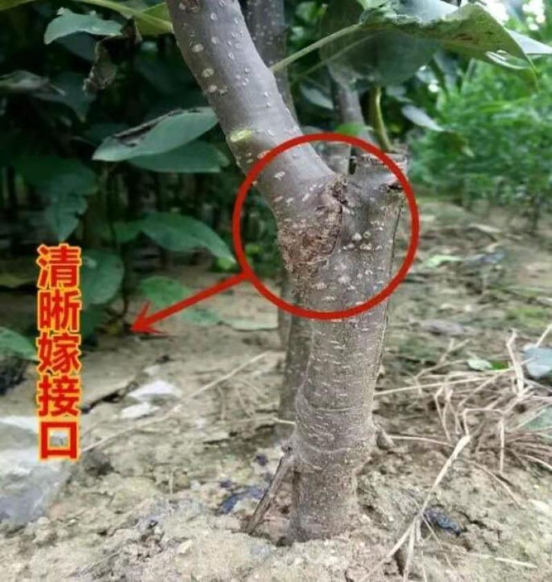 玉露香梨树苗：香梨苗二年苗三年苗1-3公分包成活死苗补发