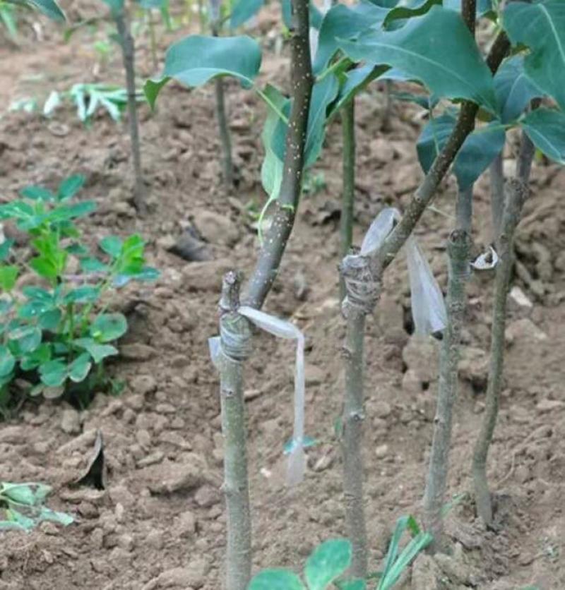 玉露香梨树苗：香梨苗二年苗三年苗1-3公分包成活死苗补发