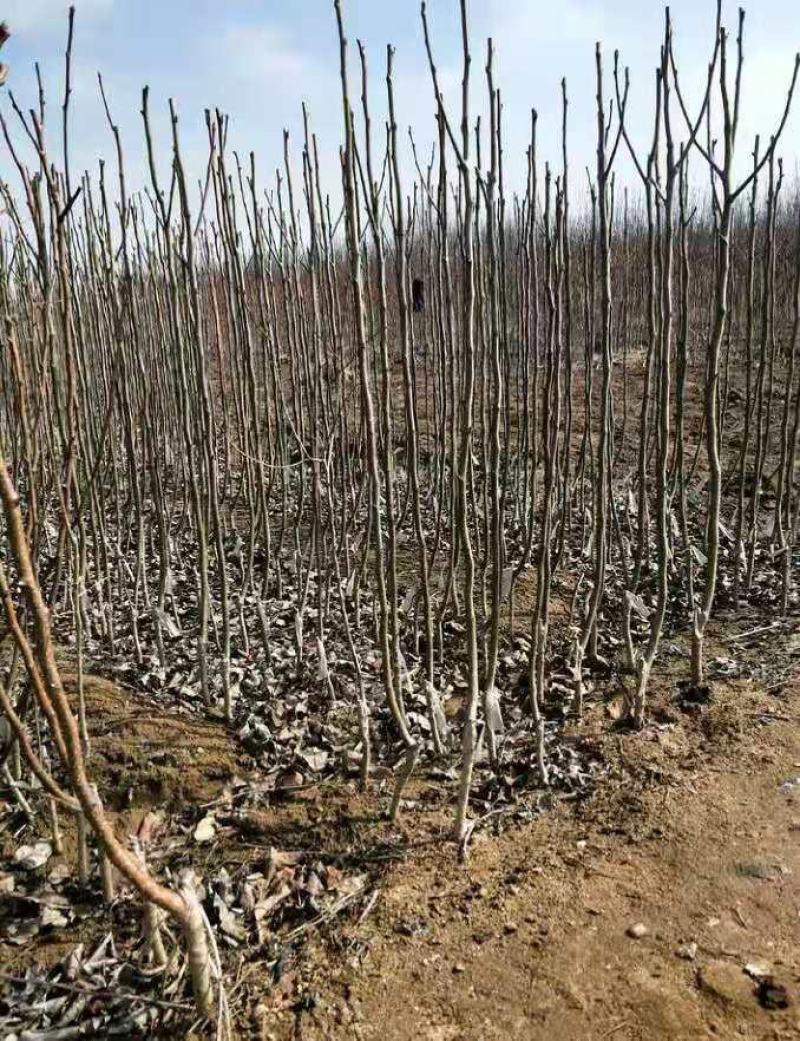 玉露香梨树苗：香梨苗二年苗三年苗1-3公分包成活死苗补发