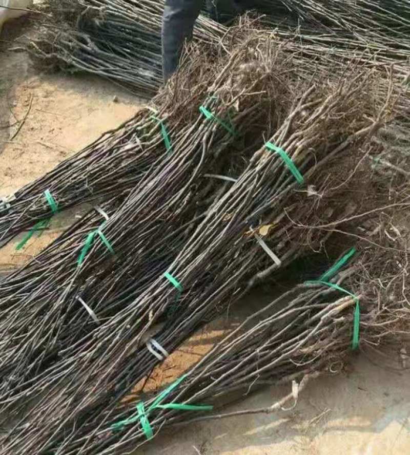 玉露香梨树苗：香梨苗二年苗三年苗1-3公分包成活死苗补发