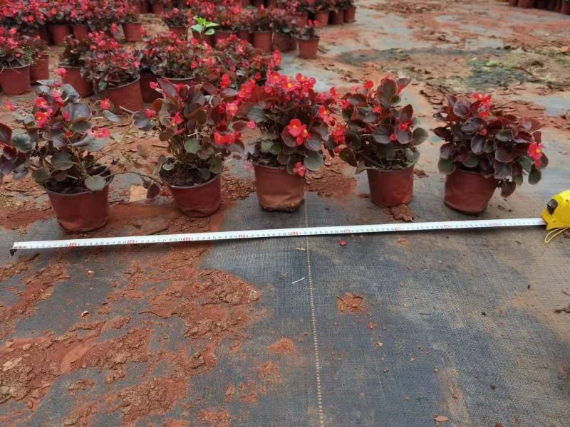 四季海棠，双色杯海棠，红叶红花海棠，绿叶红花海棠
