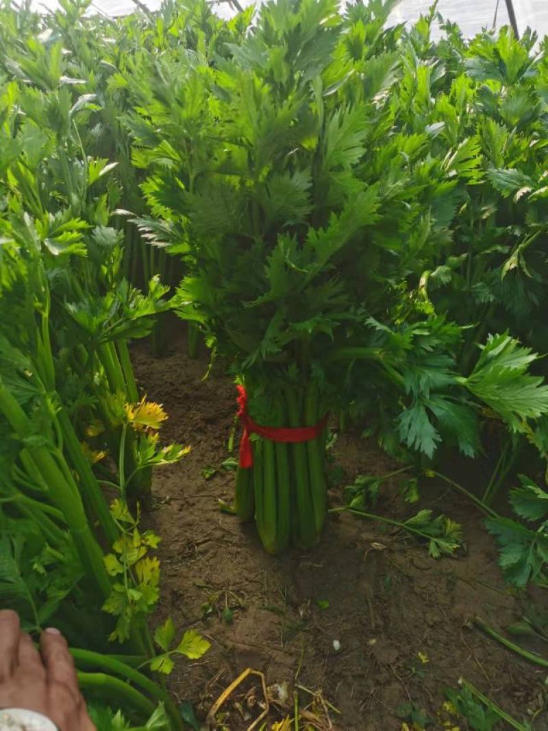 精品温棚西芹芹菜60-75公分美国皇后