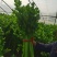 精品温棚西芹芹菜60-75公分美国皇后