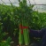 精品温棚西芹芹菜60-75公分美国皇后
