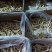 半斤装竹荪蛋，竹荪球，竹荪蕾，嫩荪净重190克
