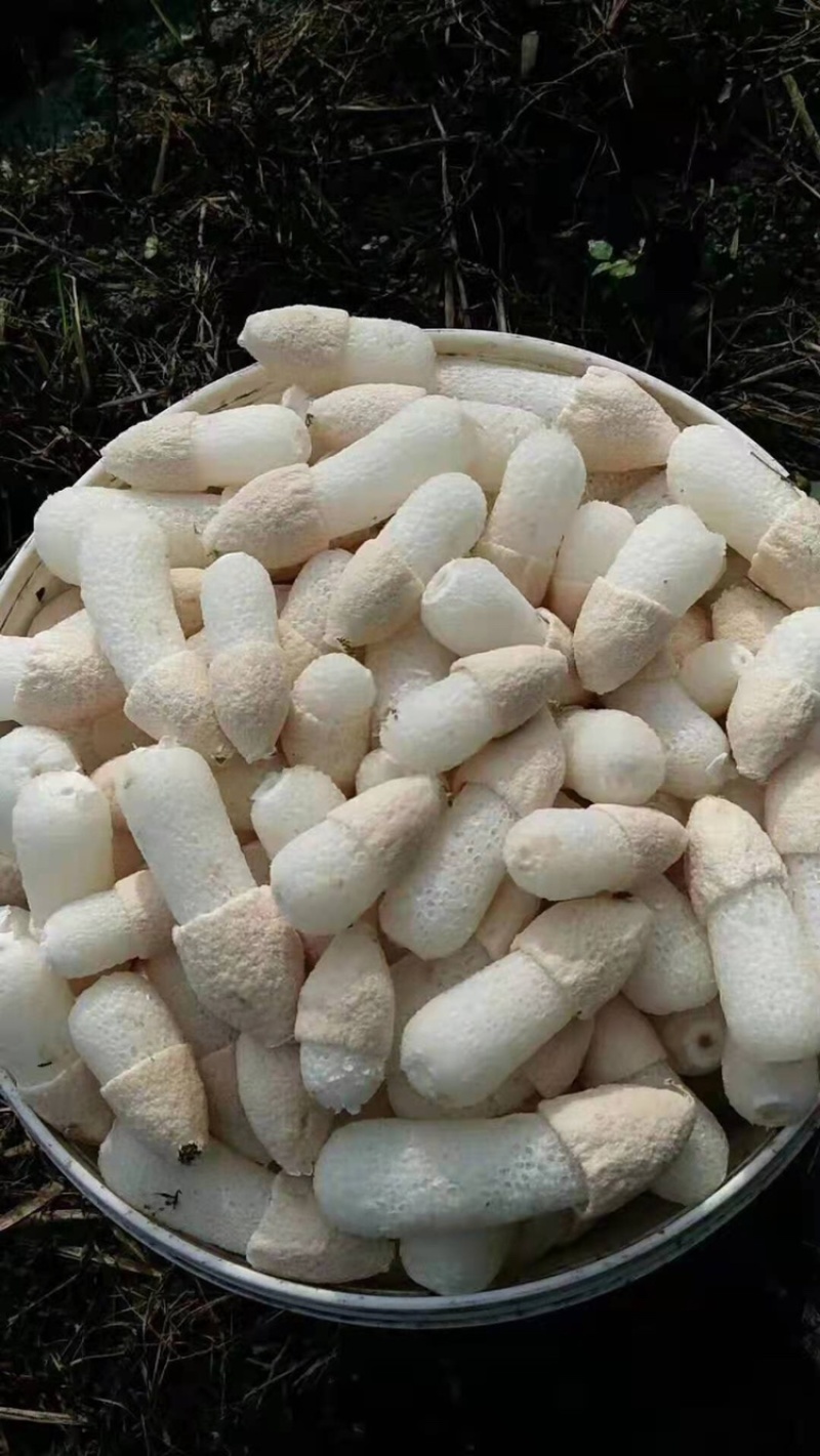 半斤装竹荪蛋，竹荪球，竹荪蕾，嫩荪净重190克