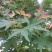 青枫种子青枫树种子槭科植物种子嫁接红枫种子大叶青枫种子
