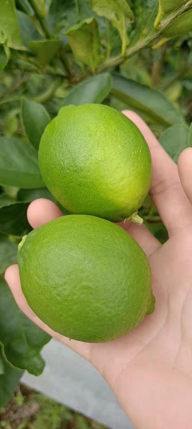 塔希提无籽青柠檬香味浓郁皮薄汁水多长期稳定供应