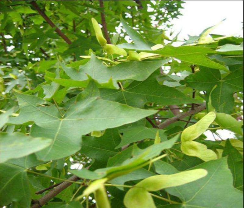 青枫种子青枫树种子槭科植物种子嫁接红枫种子大叶青枫种子