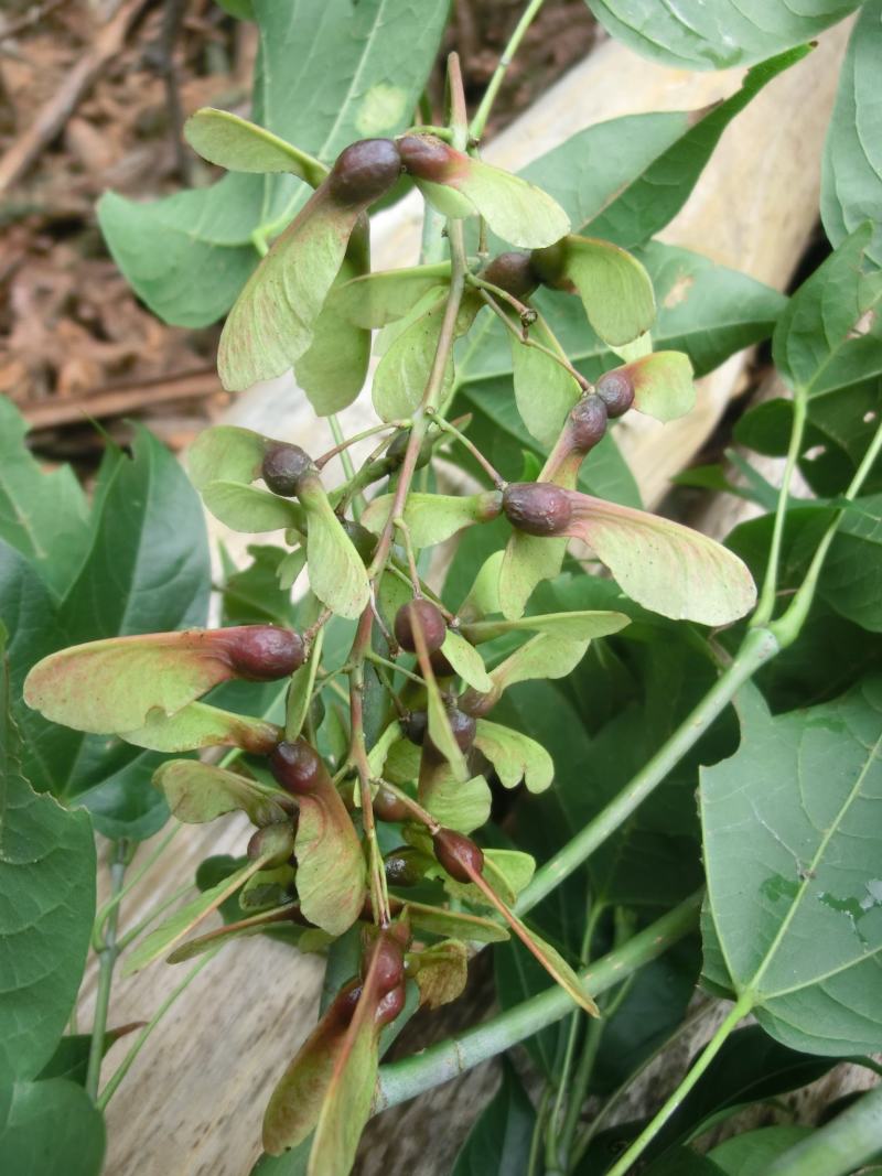 青枫种子青枫树种子槭科植物种子嫁接红枫种子大叶青枫种子