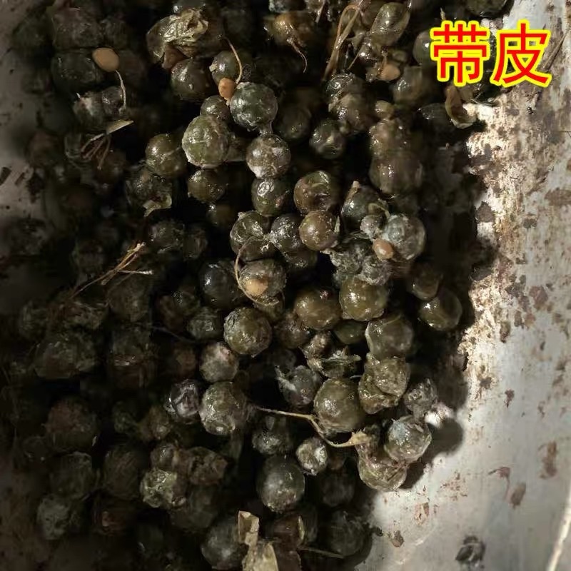 黄精种子鸡头黄精新鲜黄精药材种子