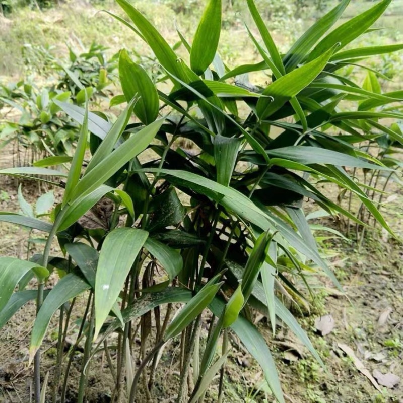 黄精种子鸡头黄精新鲜黄精药材种子