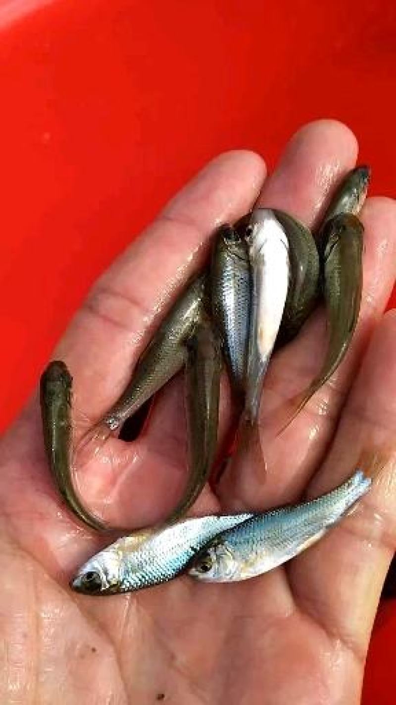 土鲮鱼苗和水花养殖与销售，全国均可发货量大从优