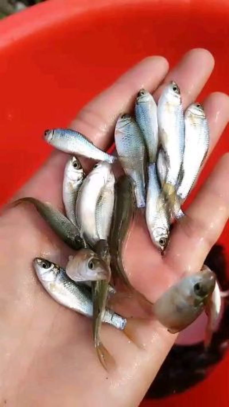 土鲮鱼苗和水花养殖与销售，全国均可发货量大从优