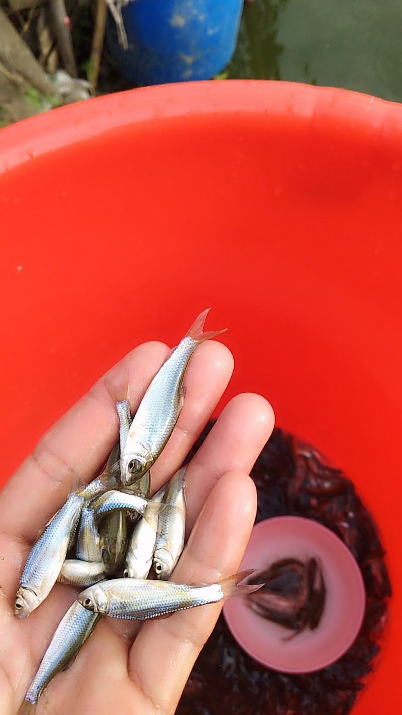 土鲮鱼苗和水花养殖与销售，全国均可发货量大从优