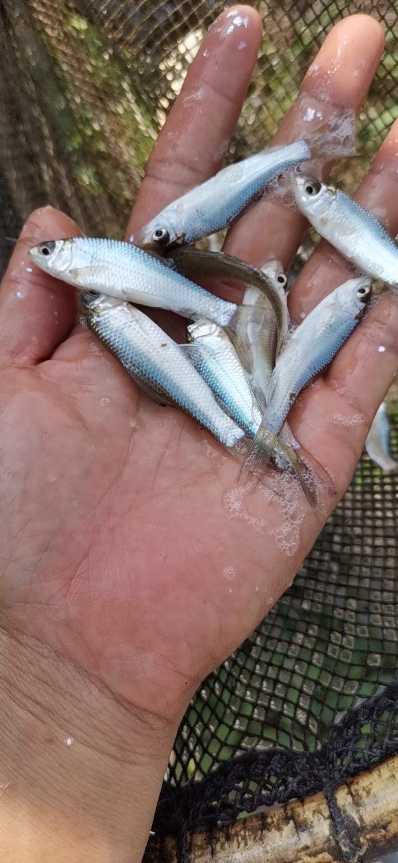 土鲮鱼苗和水花养殖与销售，全国均可发货量大从优