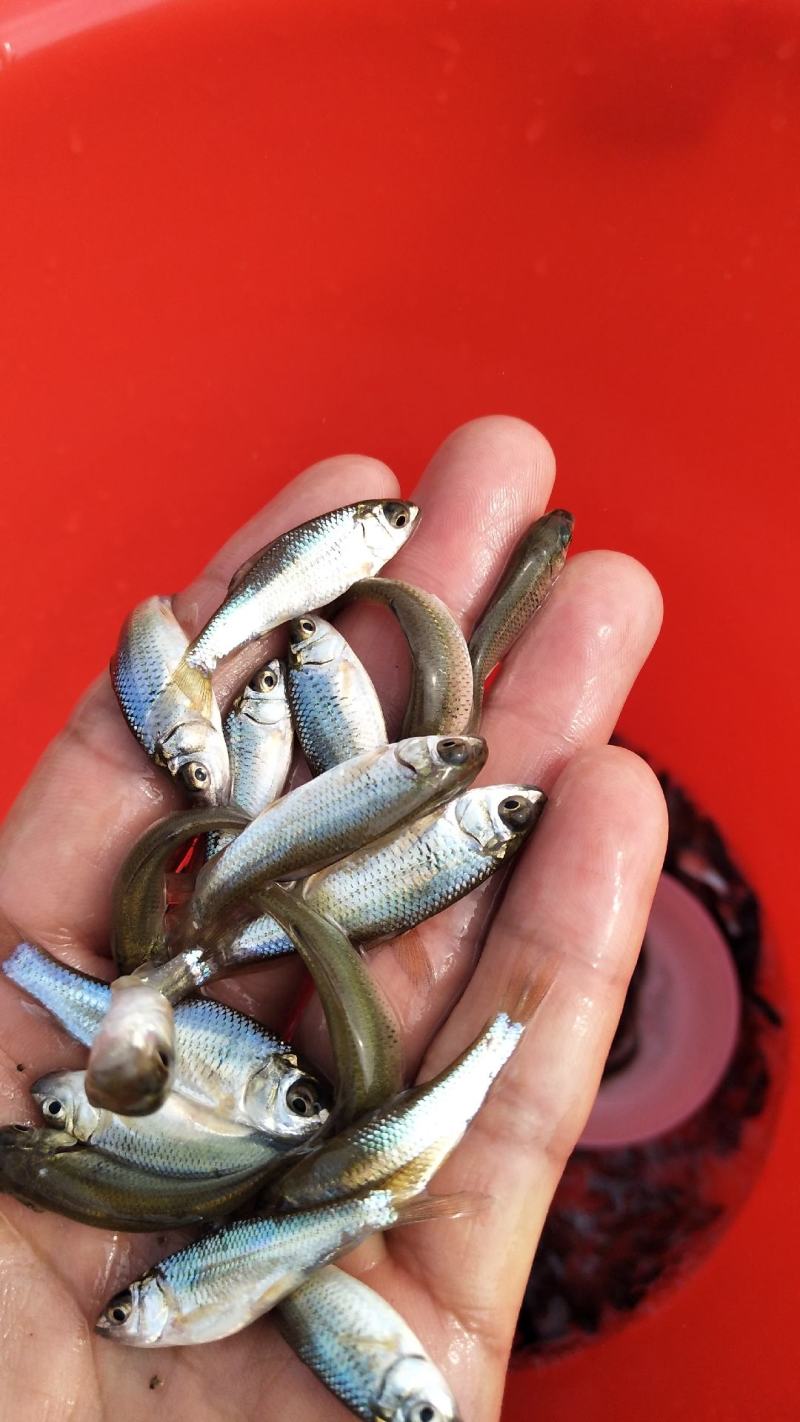 土鲮鱼苗和水花养殖与销售，全国均可发货量大从优