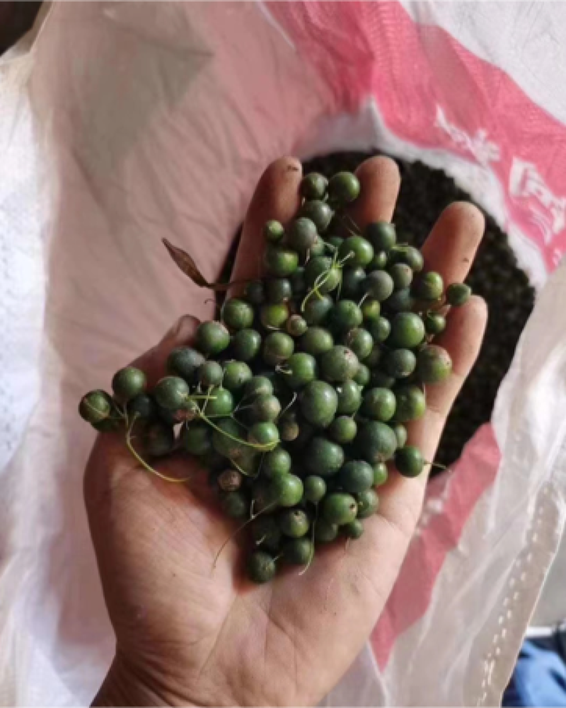 黄精种子鸡头黄精新鲜黄精药材种子