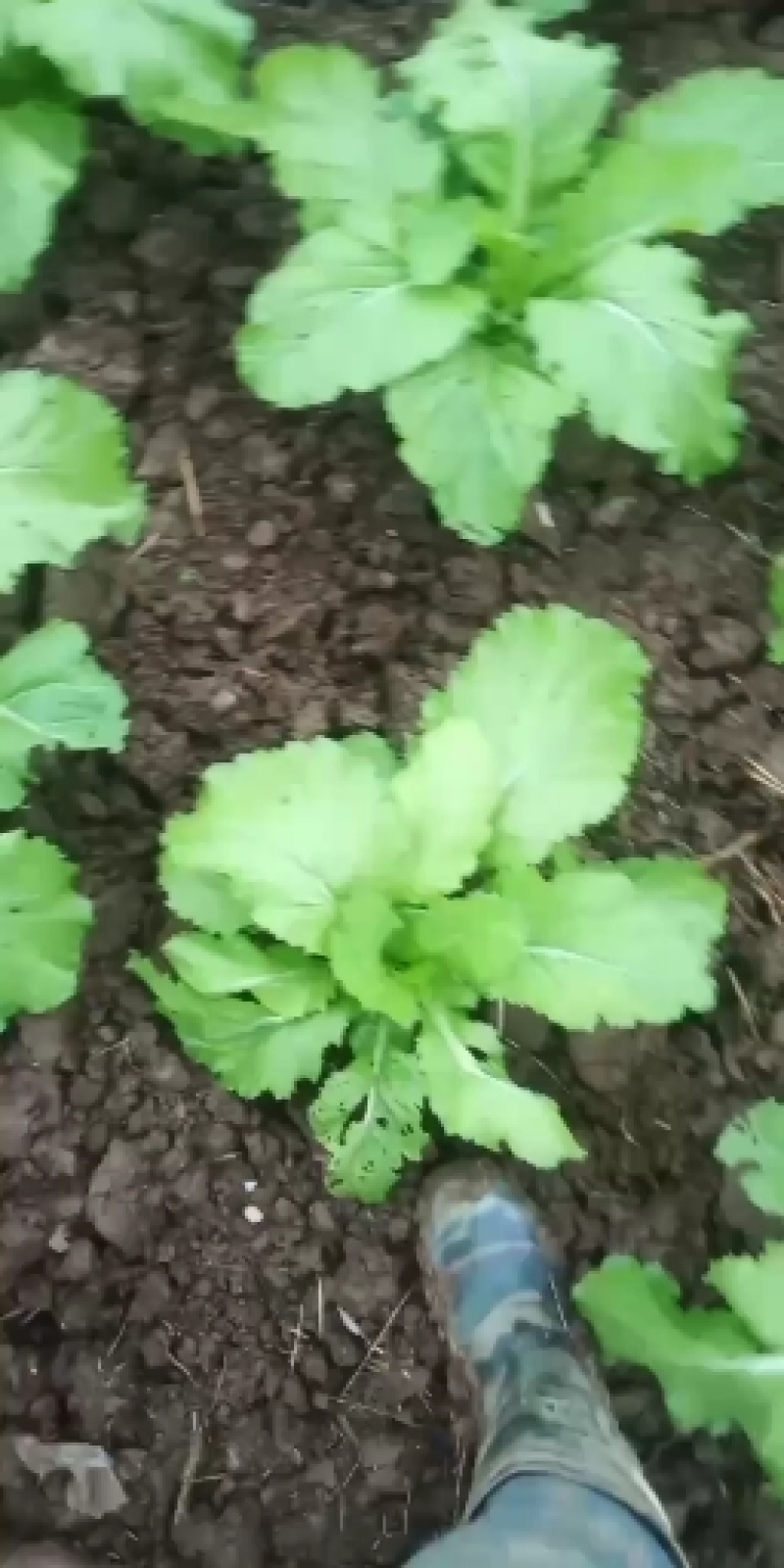 儿菜