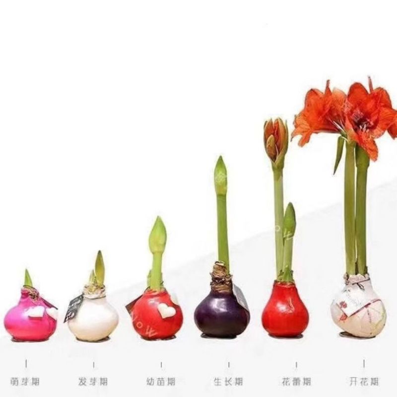 年宵花封蜡朱顶红种球礼盒进口球根花卉室内装饰无水无土即可