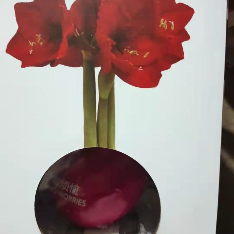年宵花封蜡朱顶红种球礼盒进口球根花卉室内装饰无水无土即可