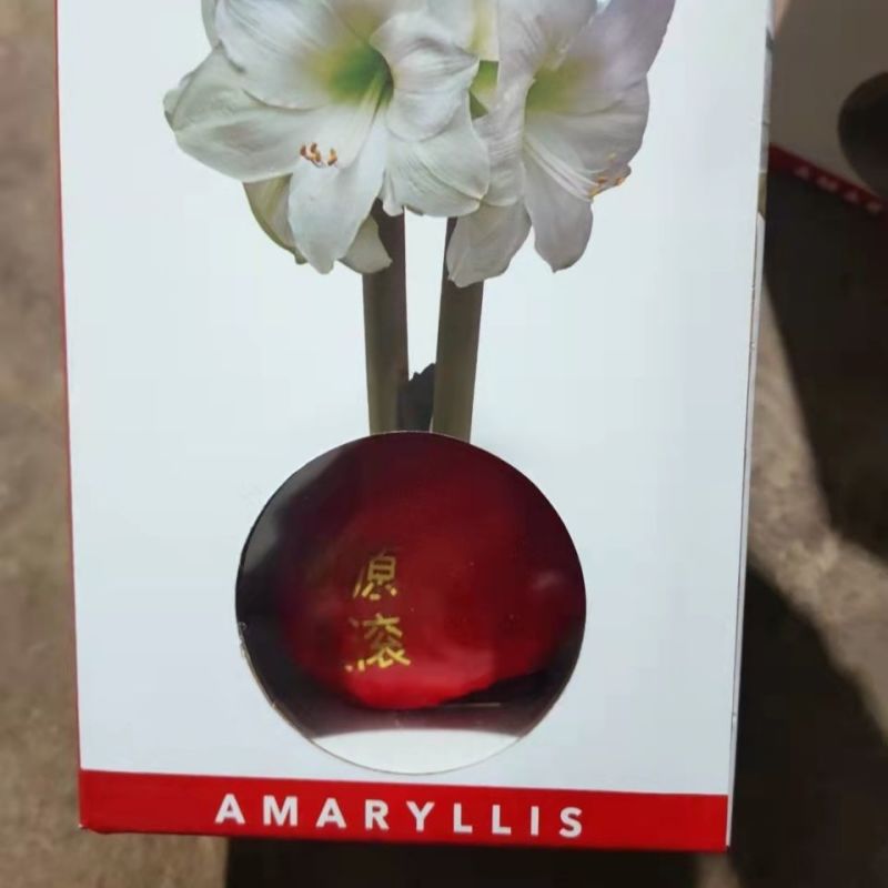 年宵花封蜡朱顶红种球礼盒进口球根花卉室内装饰无水无土即可