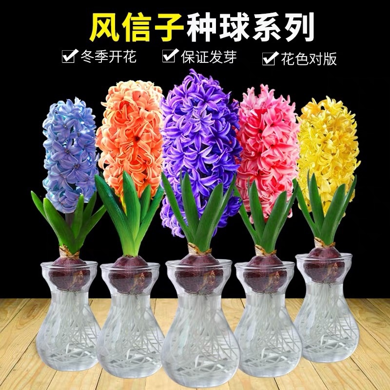 风信子种球土培水培花卉风信子种子桌面盆栽