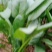 基地直供精品大叶菠菜大量，实力代办全国代发电联采购